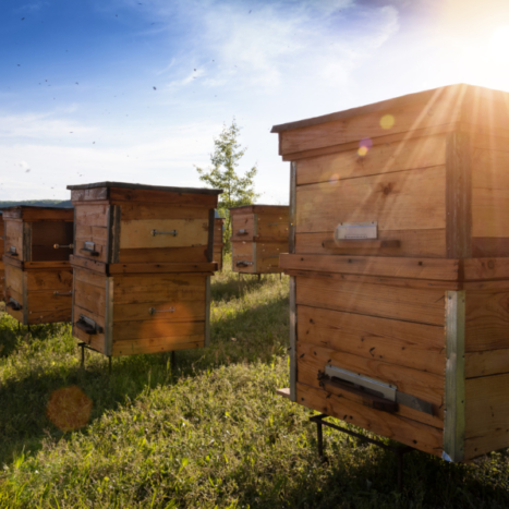 University of Georgia