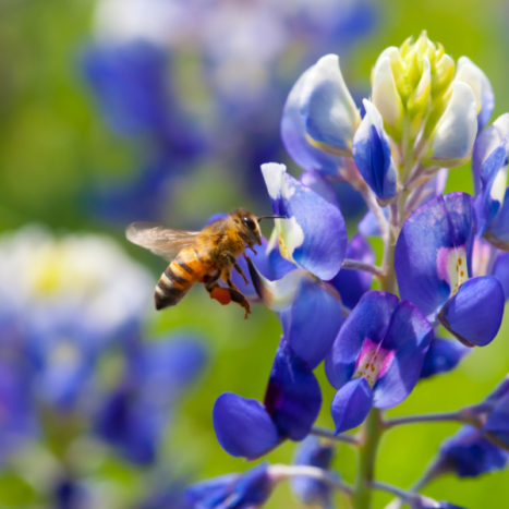 Texas A&M University