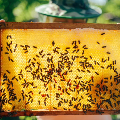 University of Texas at Dallas