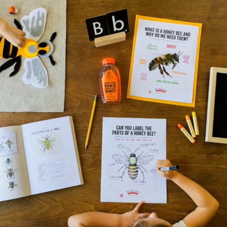 Honey For Teachers: Free-Bee Lesson Plans for Educators