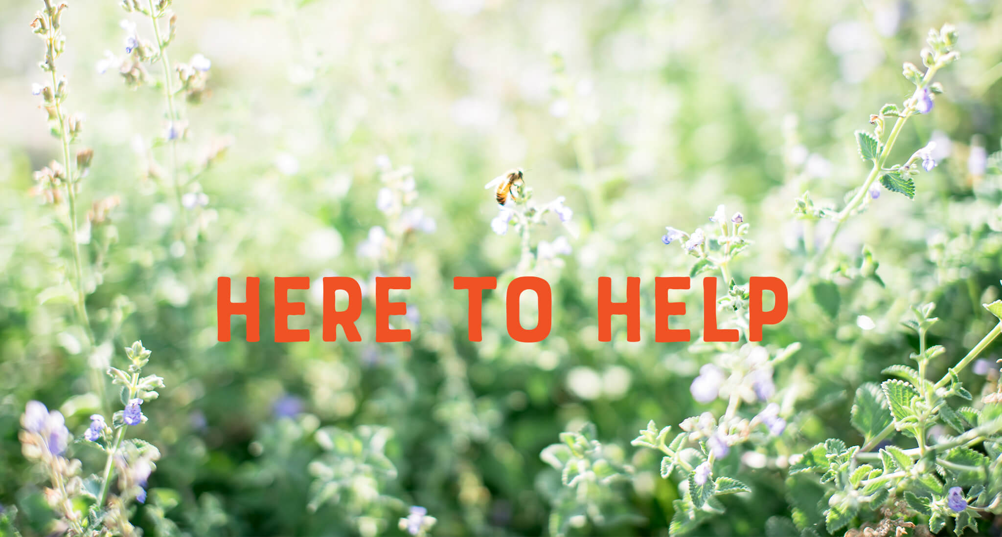 Text ‘Here to Help’ in bold orange letters over a background of green plants and small flowers.