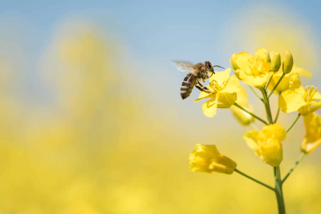  Bee pollinating yellow flowers against a 
blurred background.
