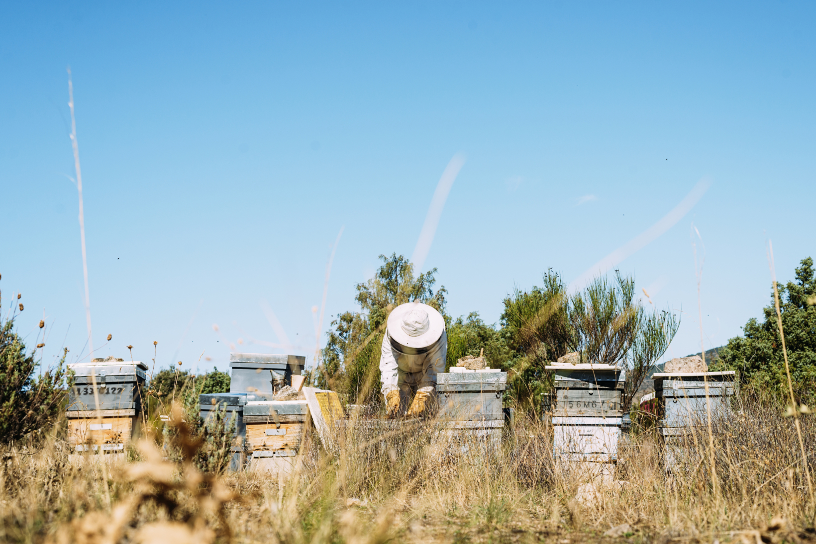 Beekeeper in protective gear inspecting hives in a sunny field, surrounded by tall grass and clear blue sky.