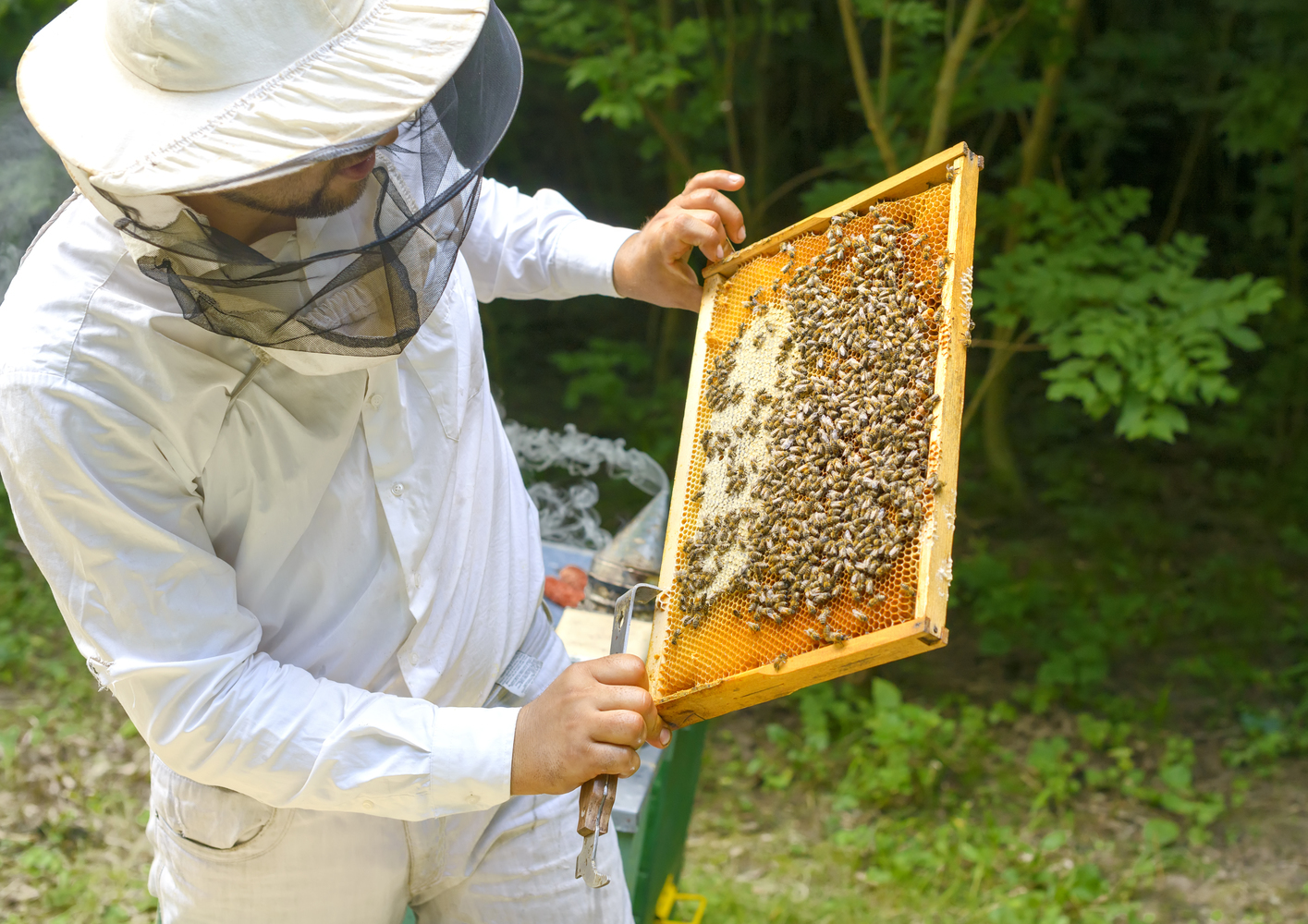 Beekeeper inspecting a honeycomb frame outdoors.