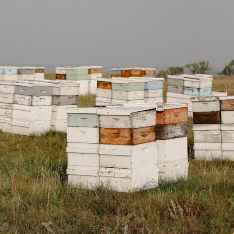 Nate’s Hives Has Become America’s Largest Beekeeper