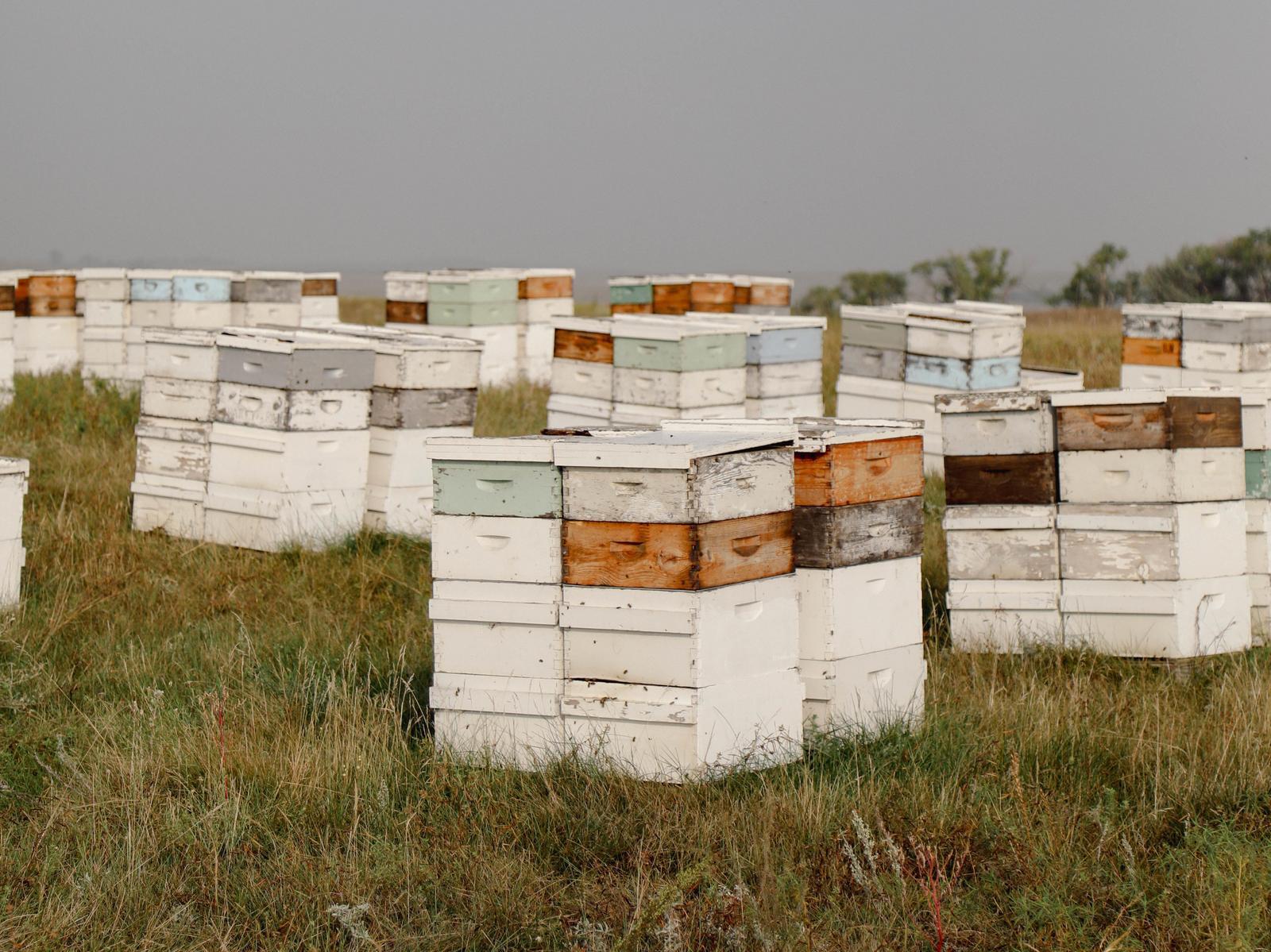 Nate's Hives honey bee boxes in a field of natural forage.