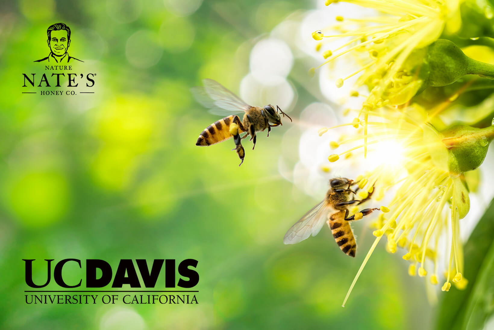 Bees pollinating a flower, logos of Nature Nate's Honey Co. and UC Davis University of California visible.