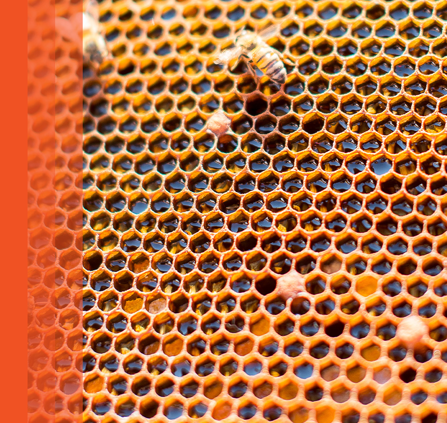 Close-up of bees on honeycomb.