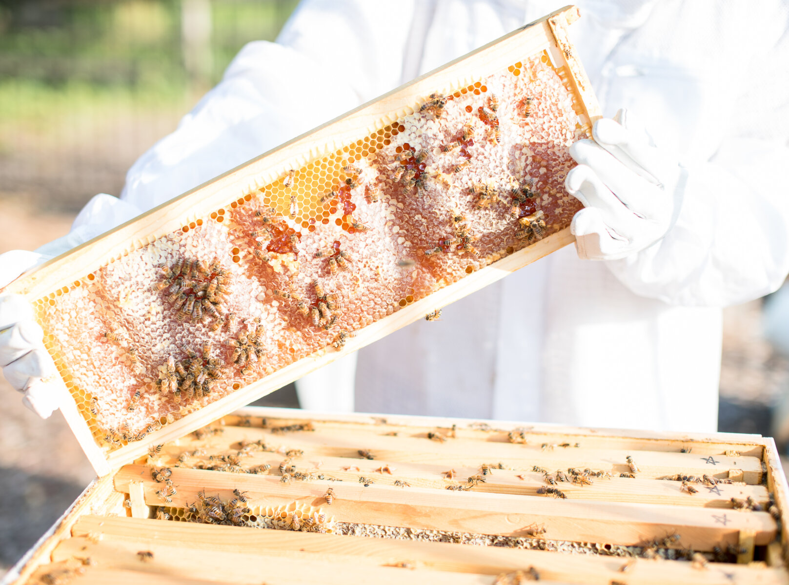Beekeeper holding a honeycomb frame with bees in an active hive.
