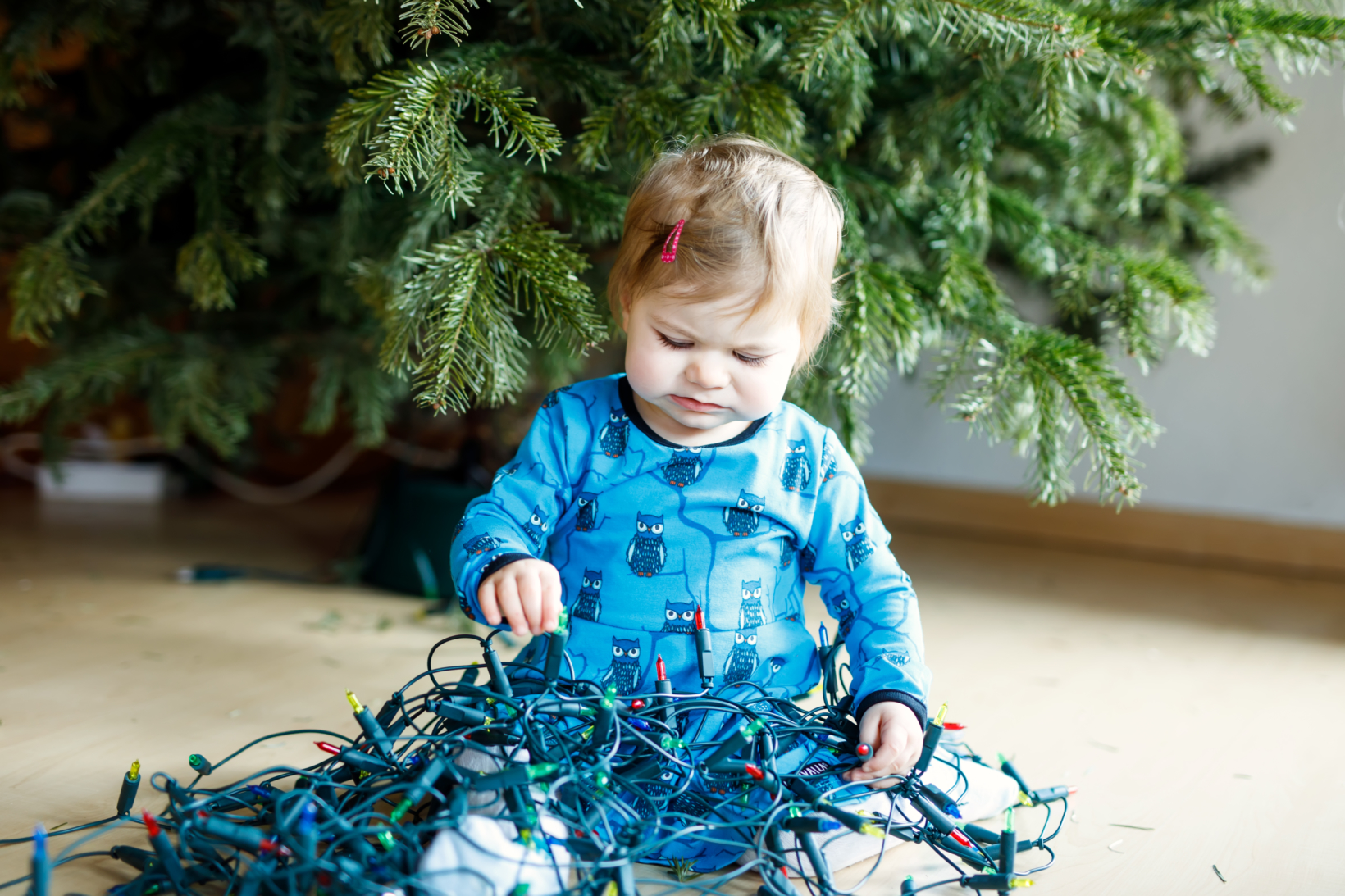 Toddler in blue plays with tangled Christmas lights under tree.