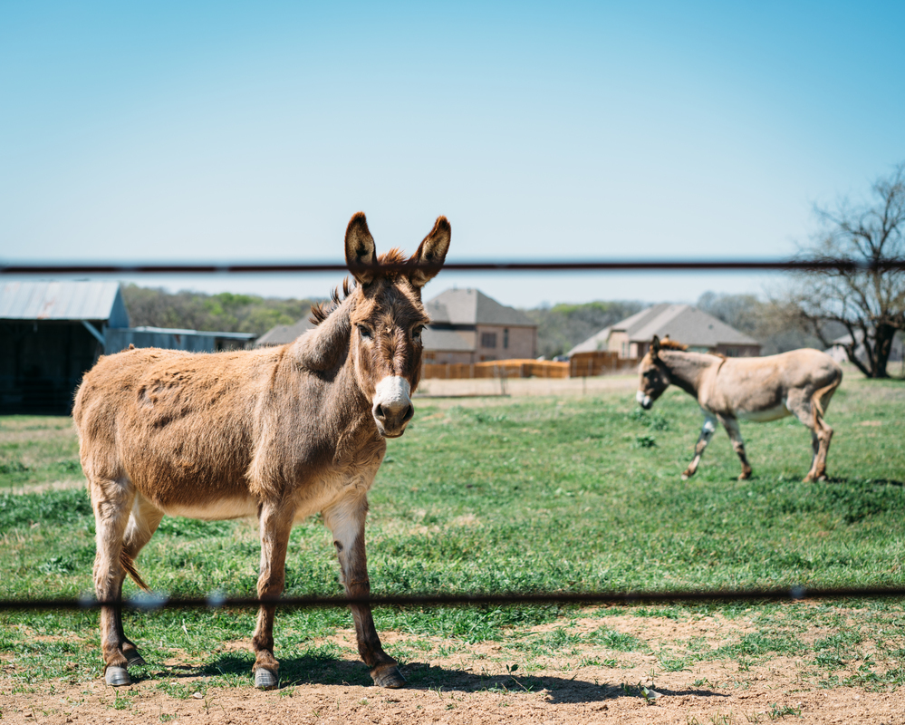 Donkey in a farm field with another donkey and barns in the background.